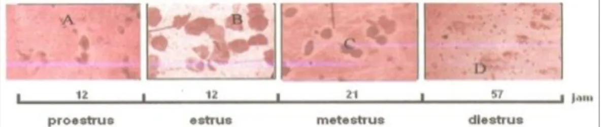 Gambar 1. Fase-fase Pada Siklus Reproduksi Tikus  Keterangan: A. Sel Epitel Berinti, B