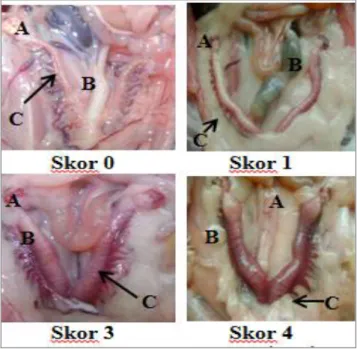 Gambar 2. Penampangan Ovarium dan  Uterus Pada Fase Estrus Tikus