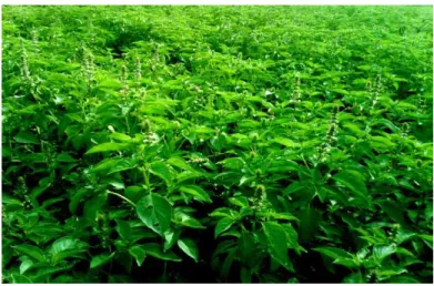 Gambar 2.1 daun kemangi 