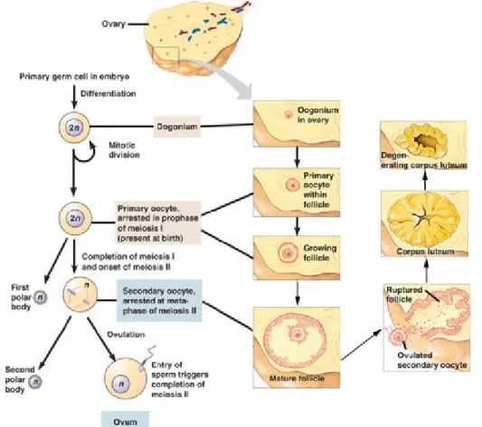 Gambar 1.3. 36   Produksi  sel  ovum  diawali  pembelahan  mitosis  sel    germinal  primordial  dala embrio  yang  menghasilkan  oogenia  diploid  (2n)