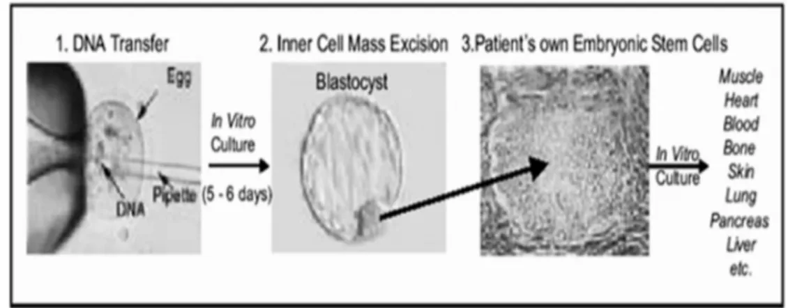 Gambar 5. Proses produksi sel punca embrionik