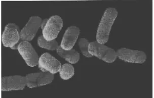 Gambar 1.1. Lactobacillus plantarum [13] 