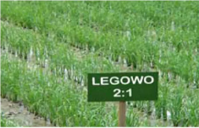 Gambar 1. Penanaman Padi Sistem Legowo 2:1  Sistem  penanman  padi  sri,  metode  SRI  merupakan  cara  tanam  padi  pada  lahan  dengan  air  hingga  ketinggian  mencapai  5-10  cm
