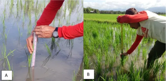 Gambar 3. Pengambilan data tanaman padi. (A) Sebelum perlakuan; (B) Setelah perlakuan 