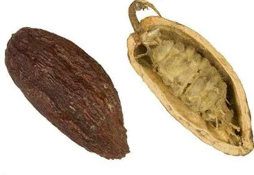 Gambar 2.1 Theobroma cacao 