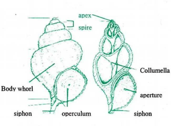 Gambar 1 . Struktur dan karakter tipikal cangkang gastropoda (Pechenik , 1991 ) .