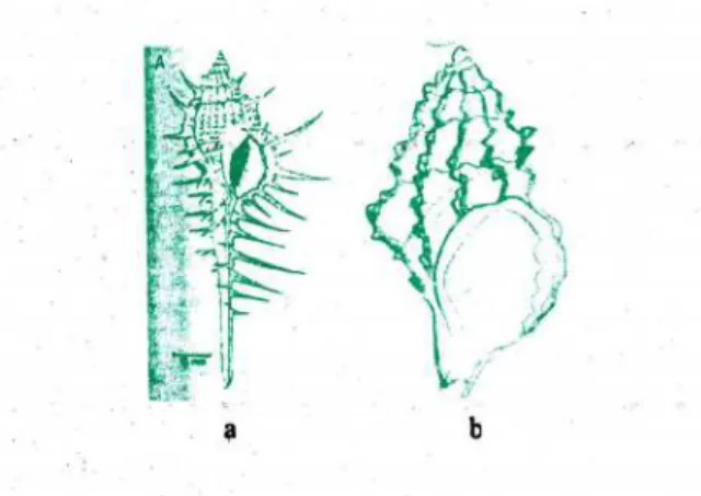 Gambar 3 . Tipikal familia muricidae ( a ) menunjukkan bahwa cangkang mempunyai saluran siphon yang panjang , dengan sederetan spina menuju apex , ( gambar bersumber dari Beesley et al ( 1998 ) 