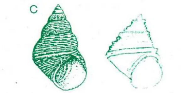 Gambar 5 . Cangkang Littorinidae ( a ) Littoraria scabra (Beesley et al , 1998) (b ) Littoraria carinifera 