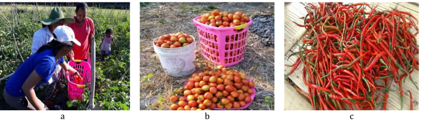 Gambar 6 Hasil panen tanaman cabai dan tomat; a) Pemanenan tomat; b) Tomat hasil panen; dan c) Cabai hasil  panen