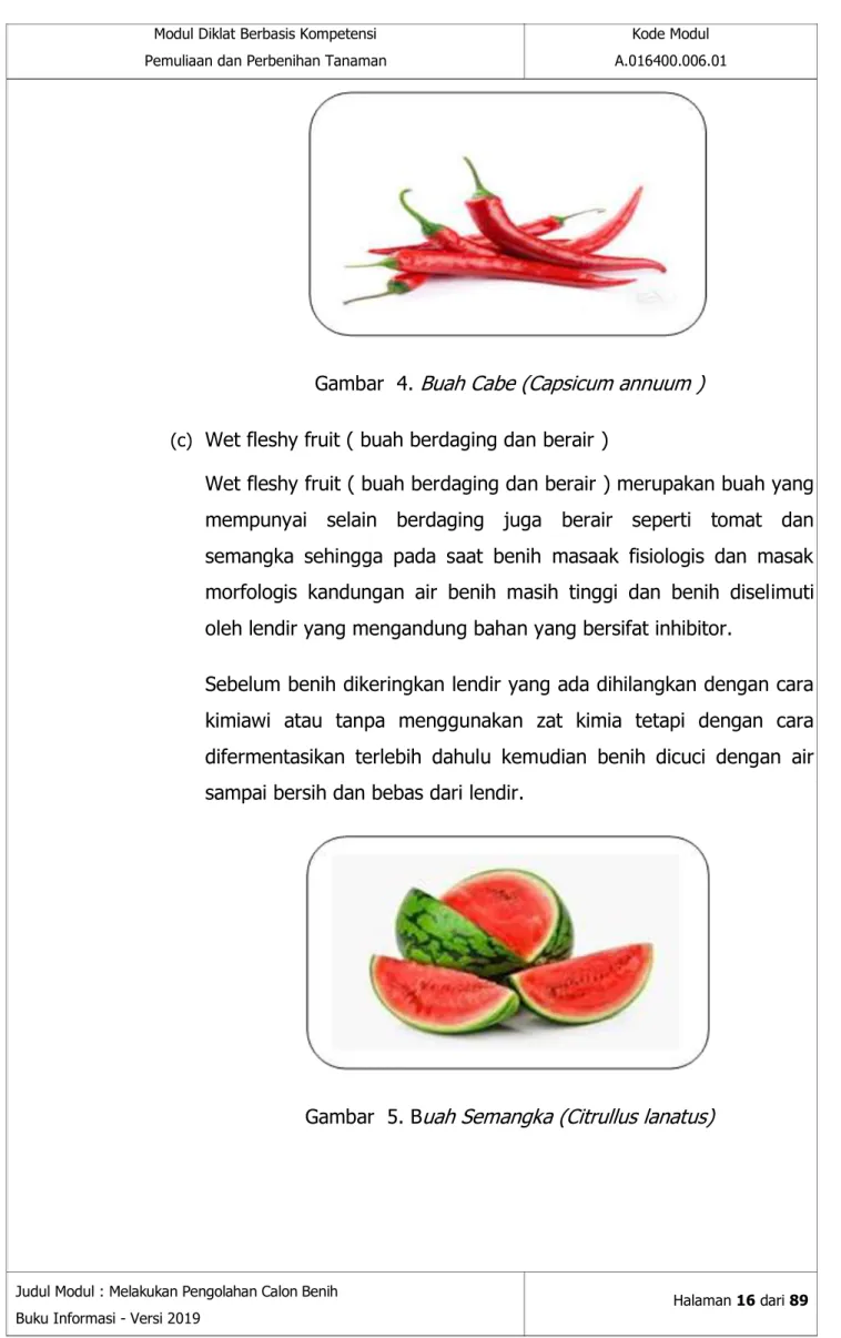 Gambar  4. Buah Cabe (Capsicum annuum )  (c)  Wet fleshy fruit ( buah berdaging dan berair ) 