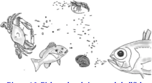 Figure 1.2  Fish, crabs, shrimps and shellfish arenourished by mangrove leaf detritus.