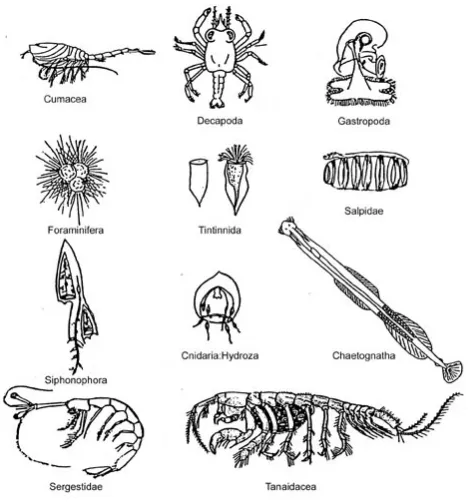 Figure E-1. Types of zooplankton found in coastal lagoons and specifically in mangrove habitats 