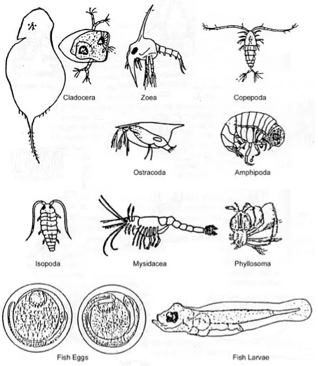 Figure E-1, continued. Types of zooplankton found in coastal lagoons and specifically in mangrove habitats