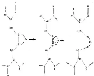 Gambar 2.  Struktur  logam  Pb  yang  terikat  pada  gugus sulfihidrin
