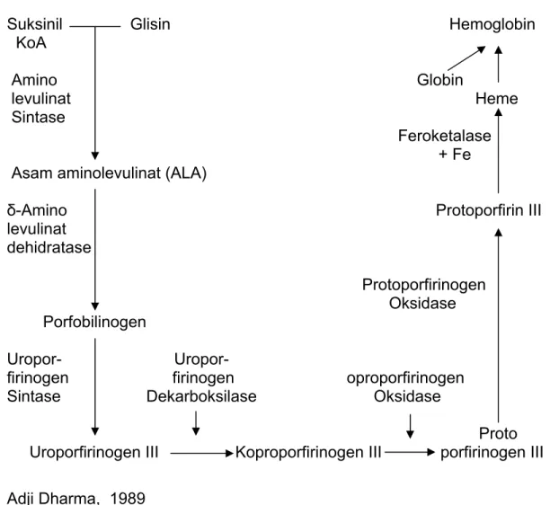 Gambar 2  Sintesis Hemoglobin 