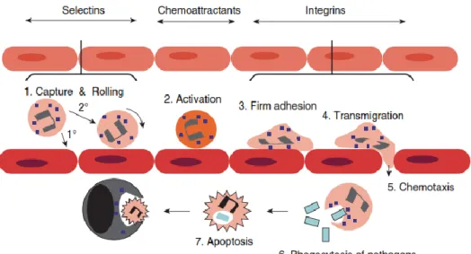 Gambar 5. Tahapan aktivitas antimikroba dari  sel neutrofil (Weiss dan Wardrop,  2010)