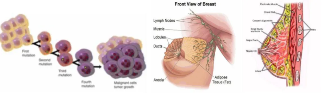 Gambar 1: Proses Mutasi Sel Kanker (American Cancer Society, 2012) dan Anatomi