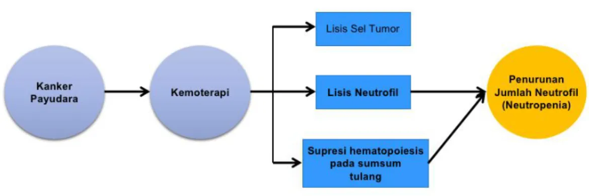 Grafik 2: Mekanisme Kemoterapi pada KPD menyebabkan Neutropenia