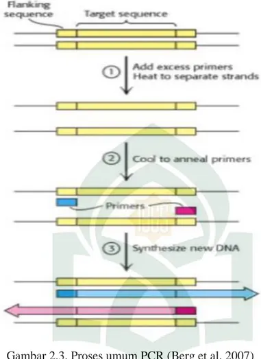 Gambar 2.3. Proses umum PCR (Berg et al. 2007) 