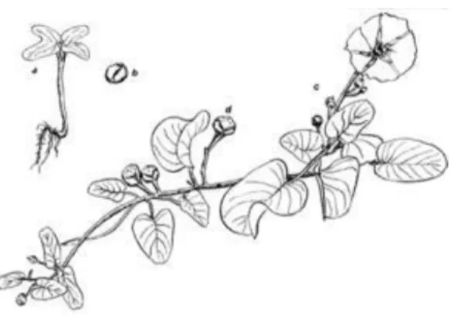 Gambar 1. Tumbuhan I. pes-caprae (Margaret S. Devall, 1992) 