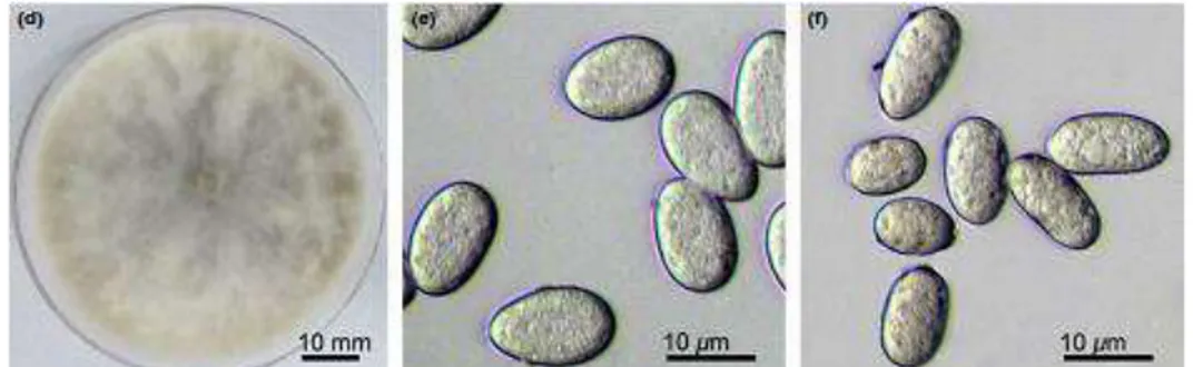 Gambar 3. Morfologi isolat Lasiodiplodia Pseudotheobromae (a), konidia isolat CERC2312 (b), dan konidia  isolat CER2313 (c) (Li, 2016)