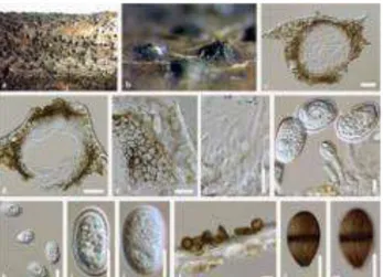 Gambar 4. Lasiodiplodia Pseudotheobromae (MFLUCC 18-1120, MFLUCC 18-0950) (de Silva et al., 2019)