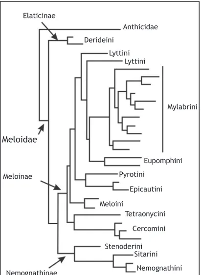 Fig. 1. Árbol filogenético de la familia Me- Me-loidae re-dibujado de Bologna et al. (2008)