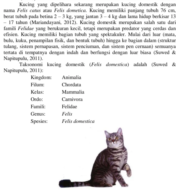 Gambar 1. Kucing domestik (Felis domestica) (Susanty, 2005).  2.2.Kulit 