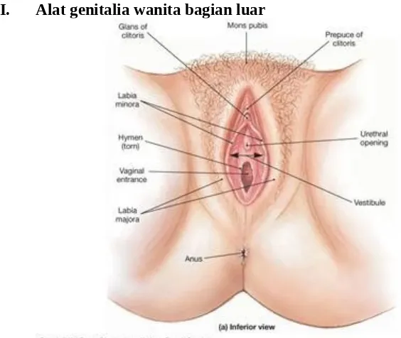 Gambar 2.1 Organ Eksterna Wanita