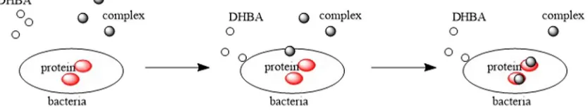 Fig. 8. Proposed microbial growth inhibition mechanism by DHBA complex.