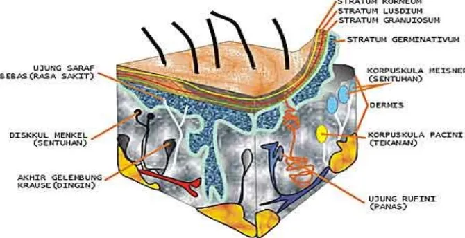 Gambar Penampang kulit manusia beserta reseptor-reseptornyaPenyusun utama dari bagian dermis adalah jaringan penyokong yang terdiri dari