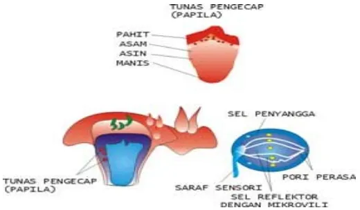 Gambar Struktur lidah dan pembagian daerah perasanya