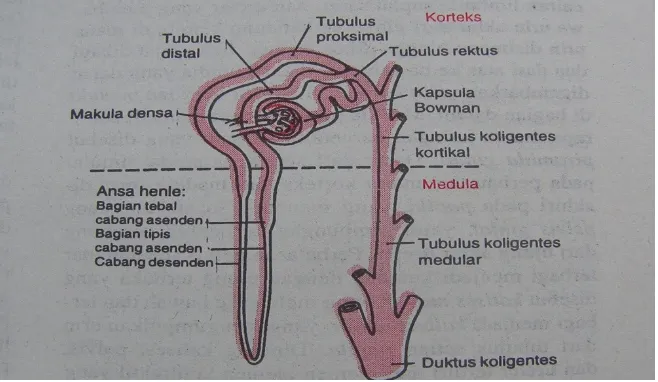 Gambar 2. Proses pembentukan urin di ginjal