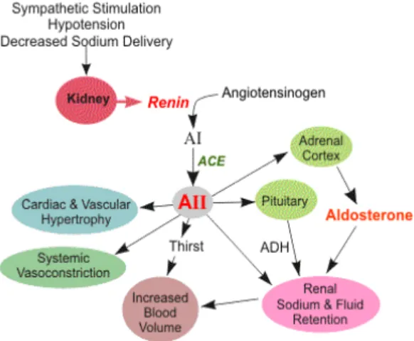 Gambar 3. Proses pengeluaran renin dari ginjal, pembentukan dan fungsi angiotensin II