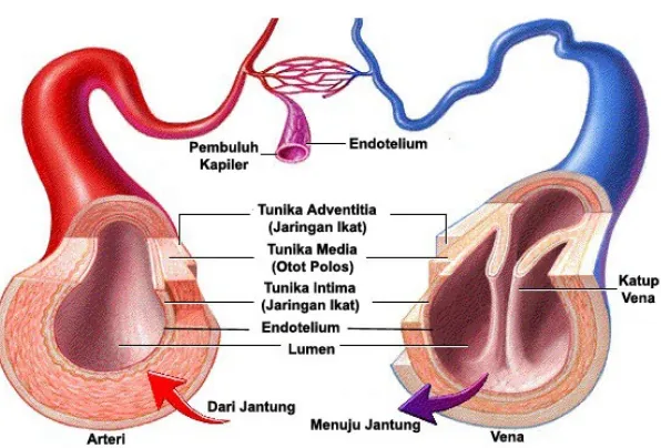 Gambar 1.5 Pembuluh Arteri, Vena, dan Kapiler.
