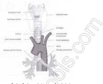 Gambar : 9  saluran pada sistem pernafasan (trakea) 