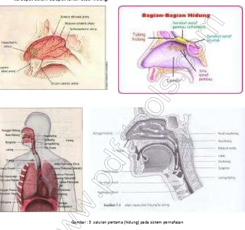Gambar : 3  saluran pertama (hidung) pada sistem pernafasan 