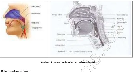 Gambar : 5  saluran pada sistem pernafasan (faring) 