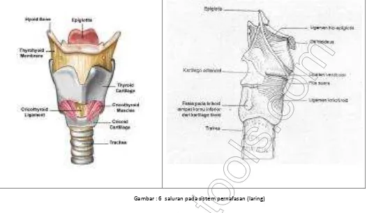 Gambar : 6  saluran pada sistem pernafasan (laring) 