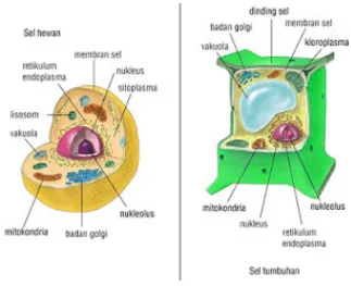 Gambar sel tumbuhan dan sel hewan