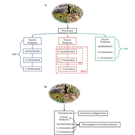 Fig. 4(A) Schematic process for SHF, SSF/SSCF and CBP (B) schematic process for IBP.