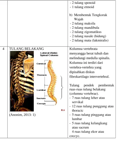 Gambar hasil pengamatan