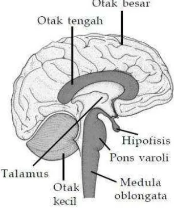Gambar 9.13 Otak kecil, pons varoli, dan medula oblongata 