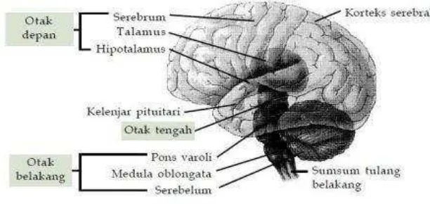 Gambar 9.10 Bagian-bagian dari otak manusia. 