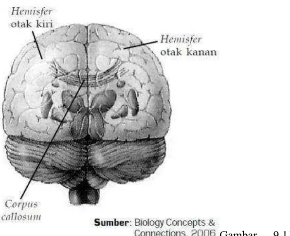 Gambar besar terdiri atas dua belahan, yaitu hemisfer otak kiri dan hemisfer otak 