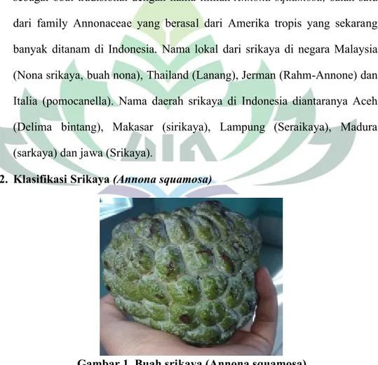 Gambar 1. Buah srikaya (Annona squamosa) (Sumber: Dokumen pribadi)