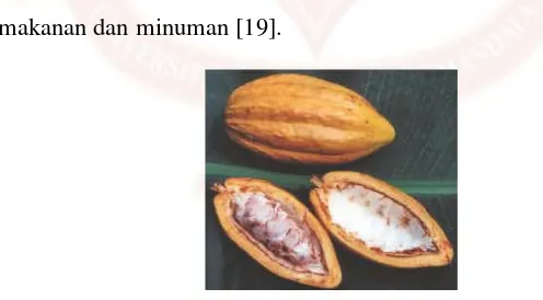 Gambar I.7. Biji Coklat (cacao) [19]