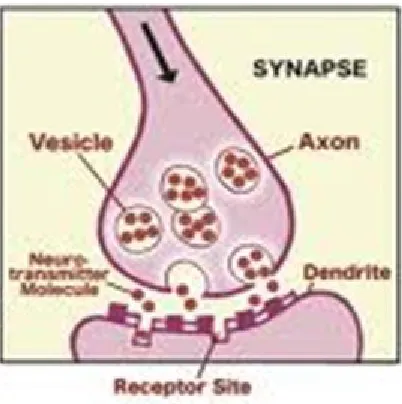Gambar 2.5 Sinaps dari Neuron 