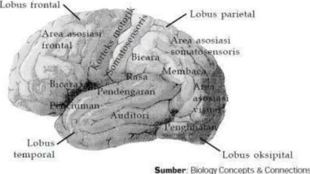 Gambar 2.12 Pembagian Fungsi pada Otak Besar