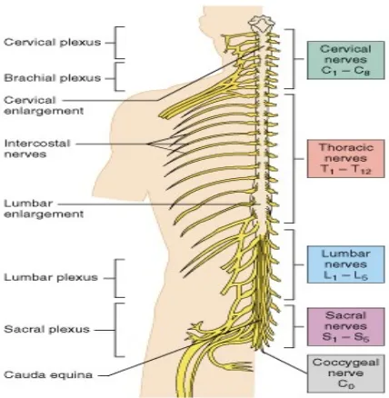 Gambar 2.14 Medula Spinalis (Sumsum Tulang Belakang)